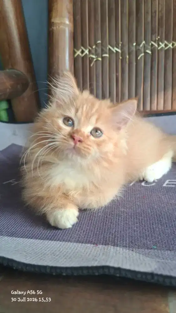 kitten persia /kucing persia   jantan/ kucing persia jantan