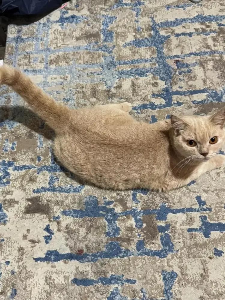 Bsh betina + kandangya