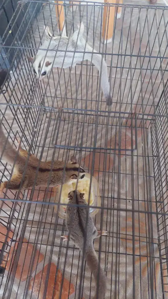jual suger glider