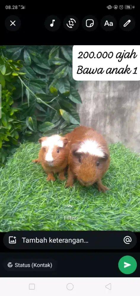Guineapig-marmut American crested