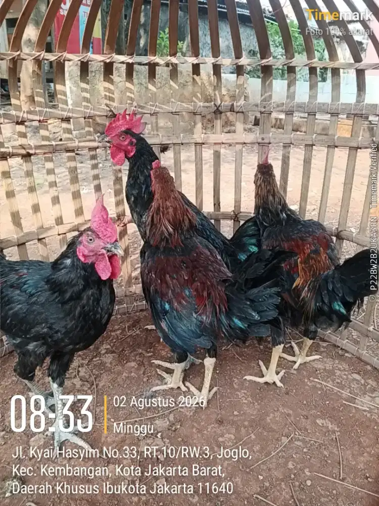 Jual ayam borongan