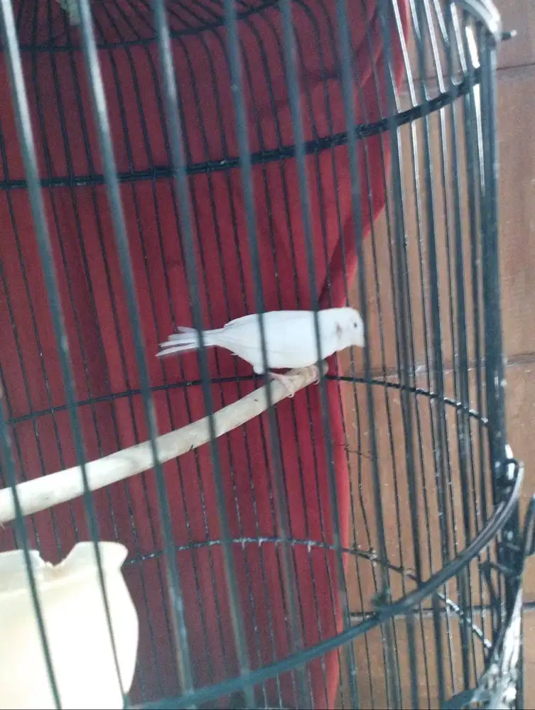 Kenari Lokal/loper