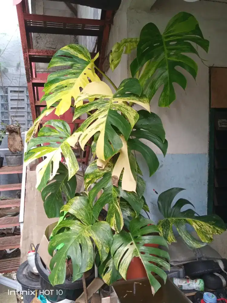 Tanaman Hias Monstera