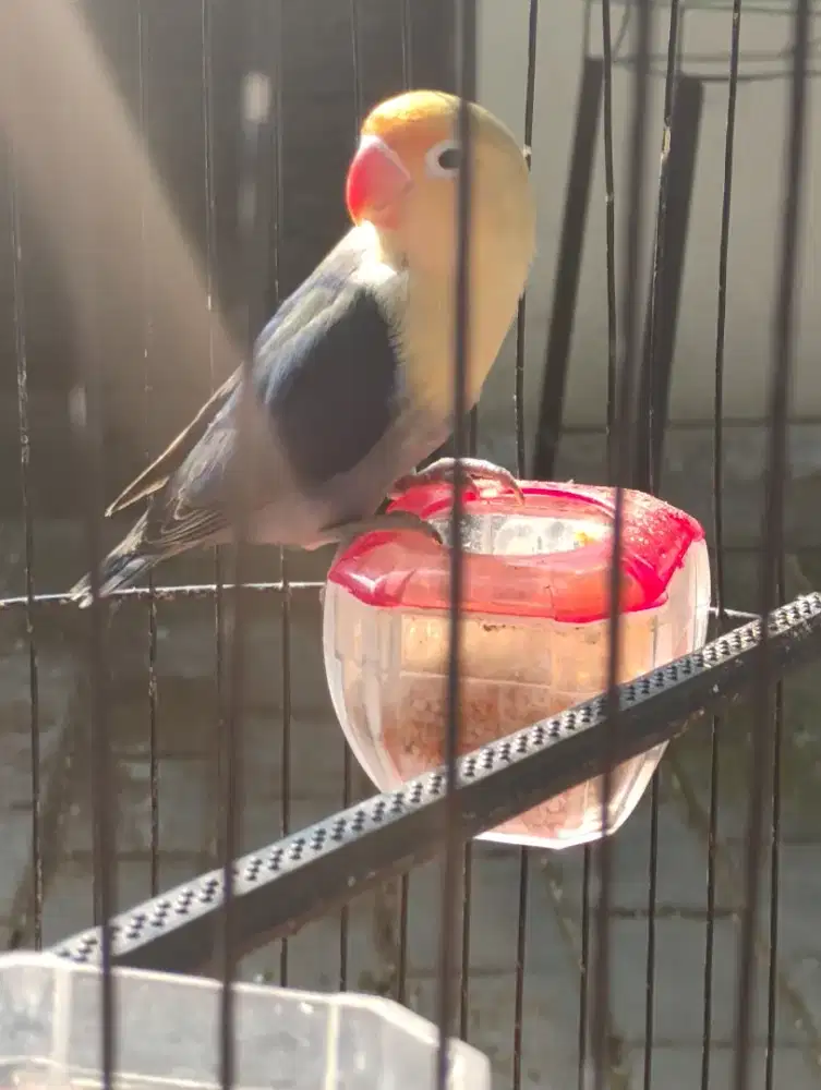 Lovebird L/B betina Fullset