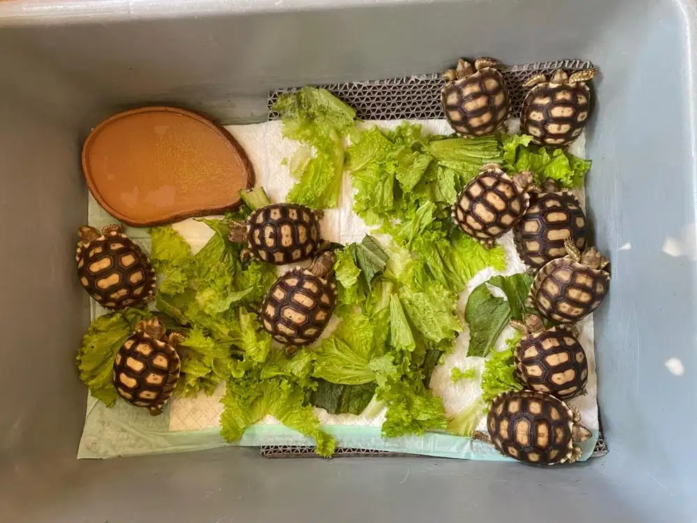 Kura - kura Sulcata Baby