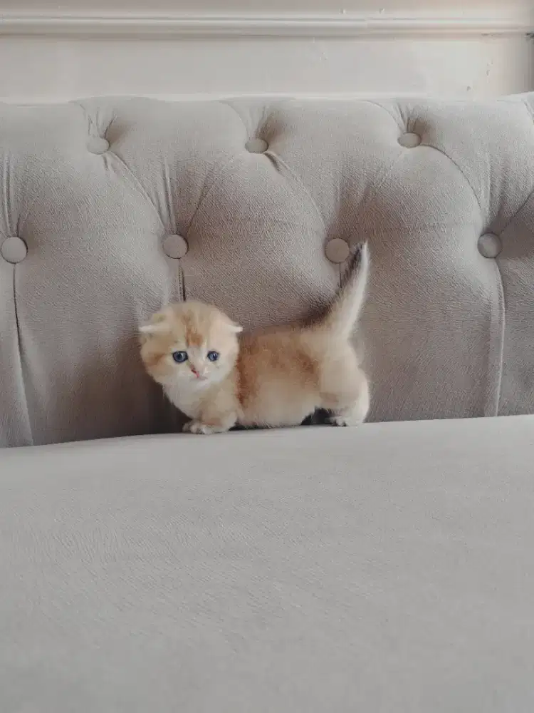 munchkin scottish fold jantan golden