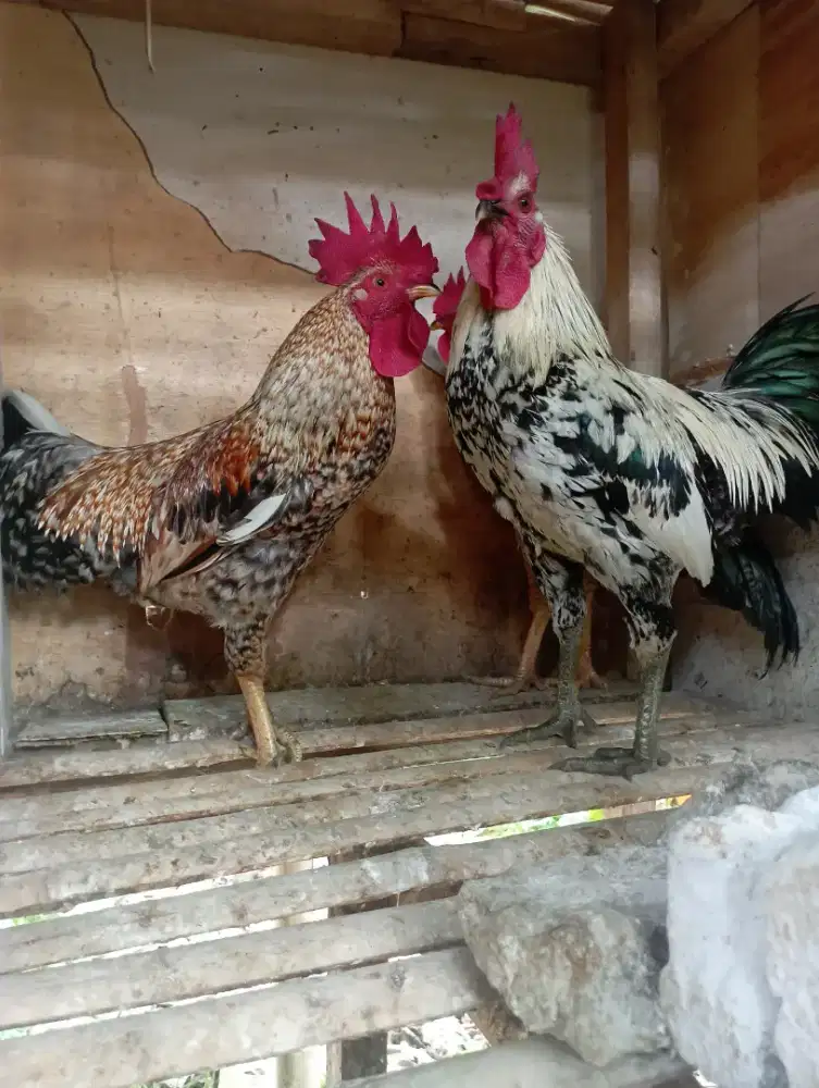 Ayam kampung jago 3 ekor