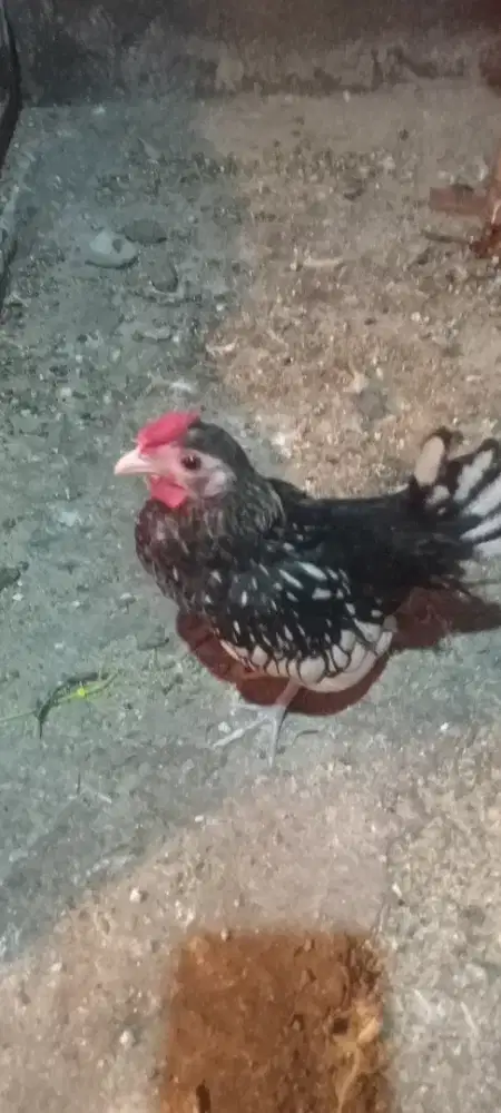 Ayam batik jantan remaja