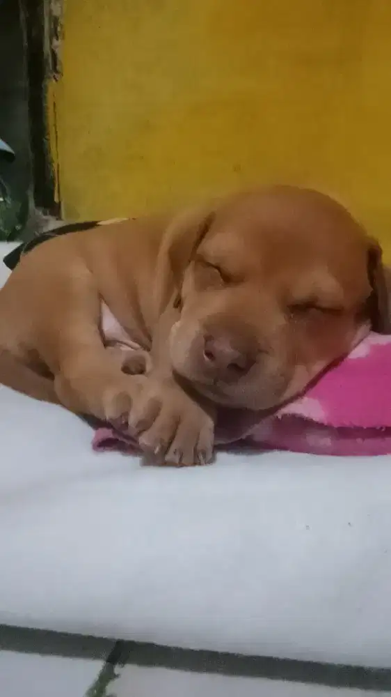 Pit bull mix camp