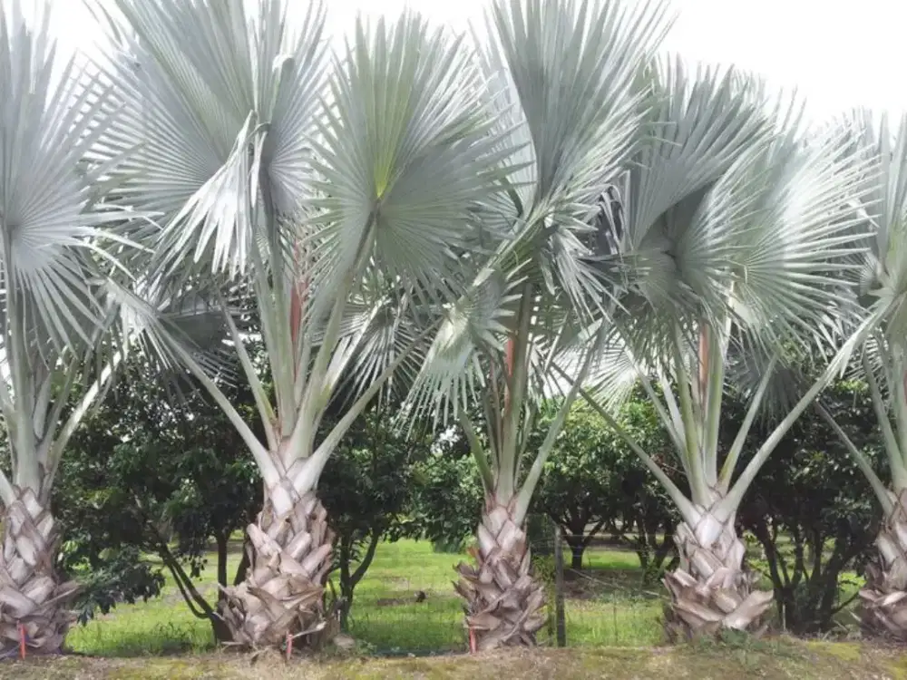 Pohon palem bismarkia