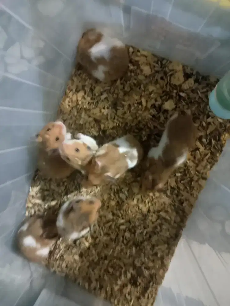 HAMSTER SYIRIAN INDUKAN JANTAN
