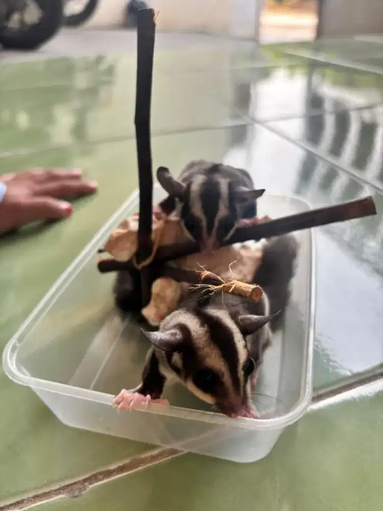 Sigar Glider Joy Sepasang
