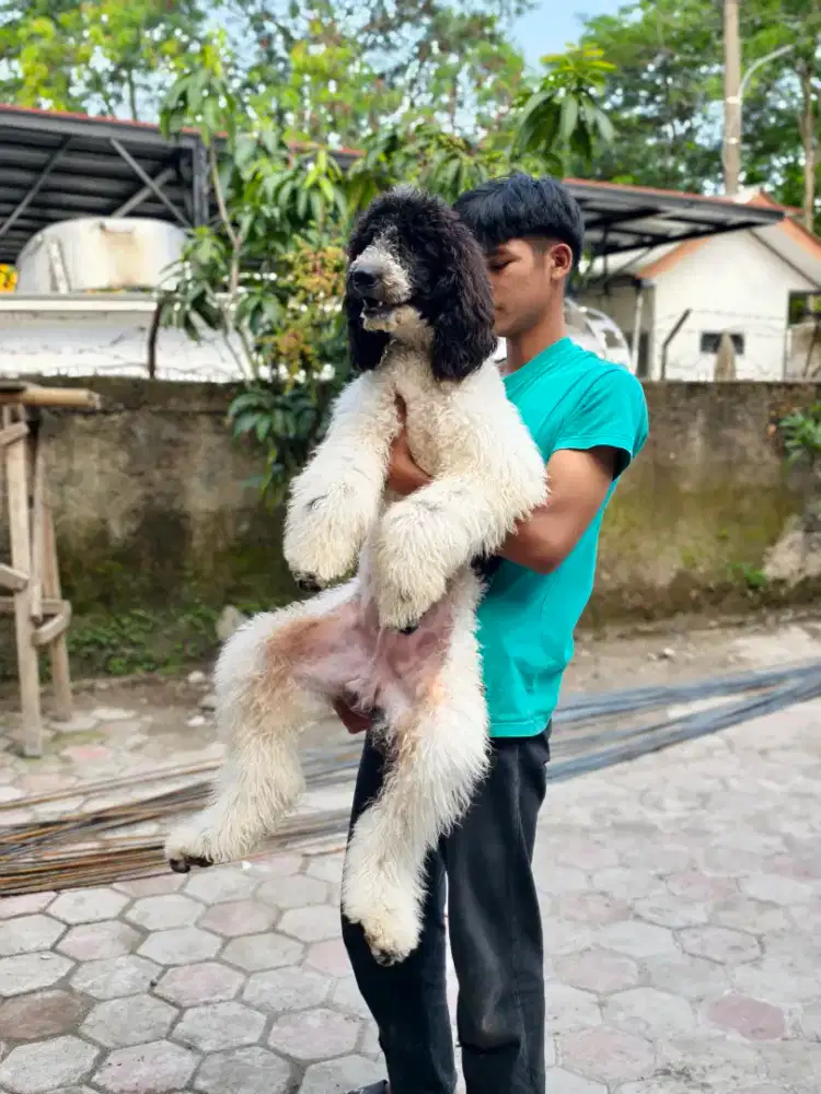 Giant poodle jantan 10 bulan stambum vaksin