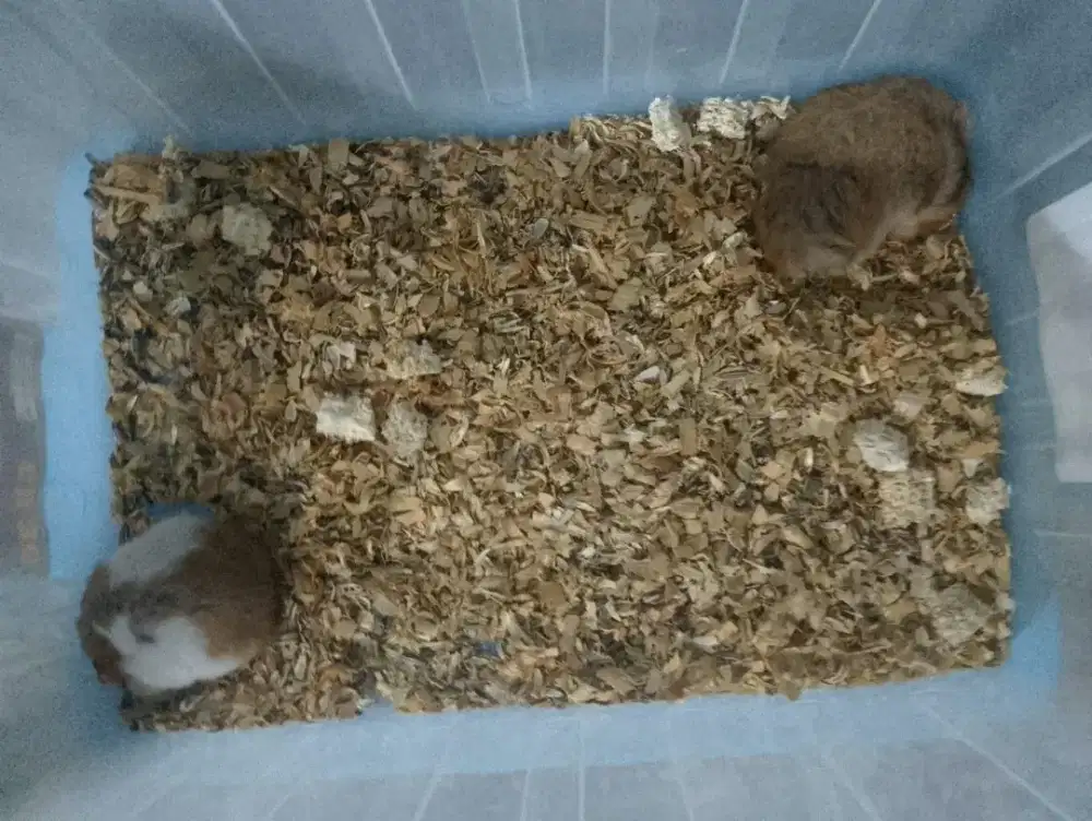 HANSTER SYIRIAN ANAKAN JANTAN