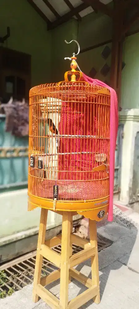 Jual Murah Murai XPrestasi Bulu Baru