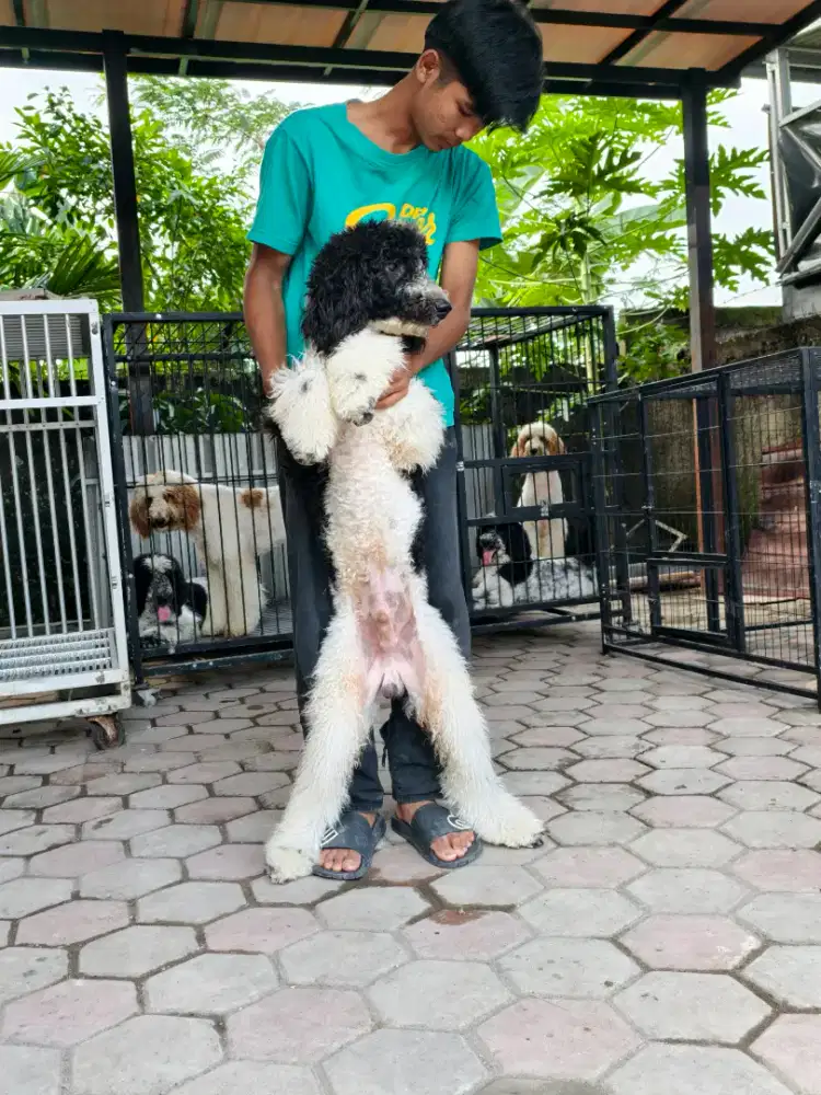 Giant poodle jantan stambum vaksin