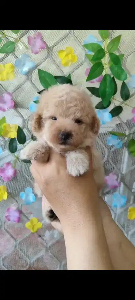 Jual poodle aprikot jantan