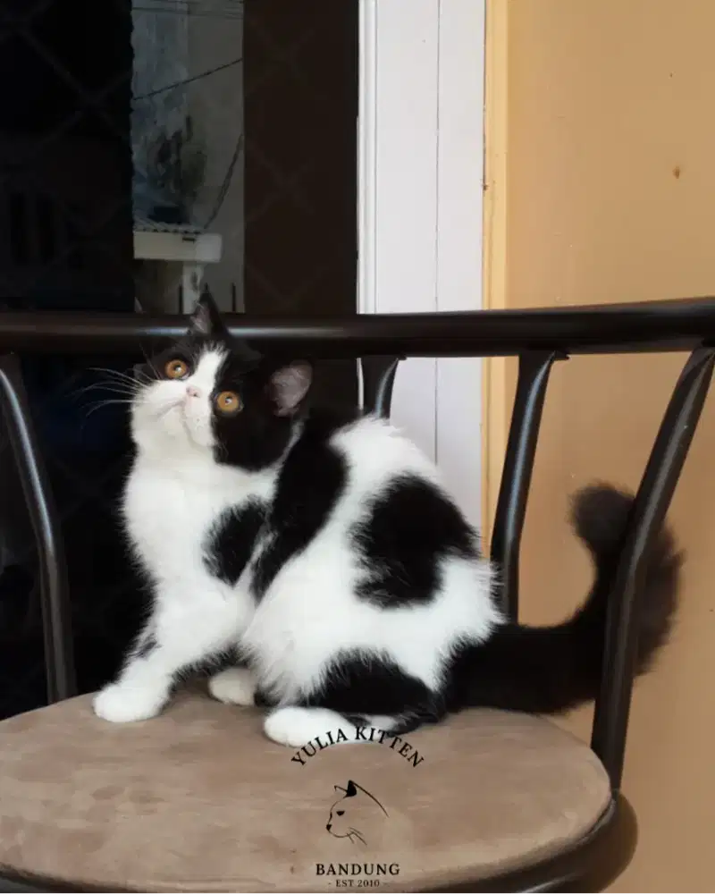 Kucing Kitten Exotic Betina