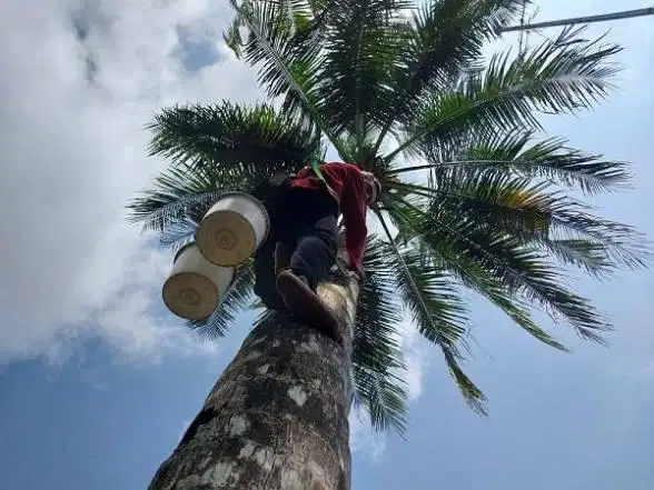 Lowongan Tukang Sadap Pohon Kelapa