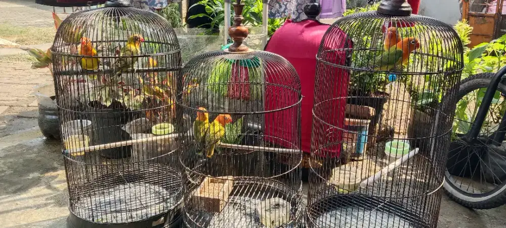Lovebird sepasang