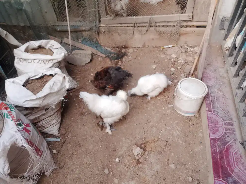 Ayam hias silky