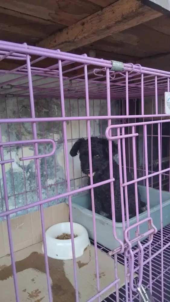 Anjing toy poodle
