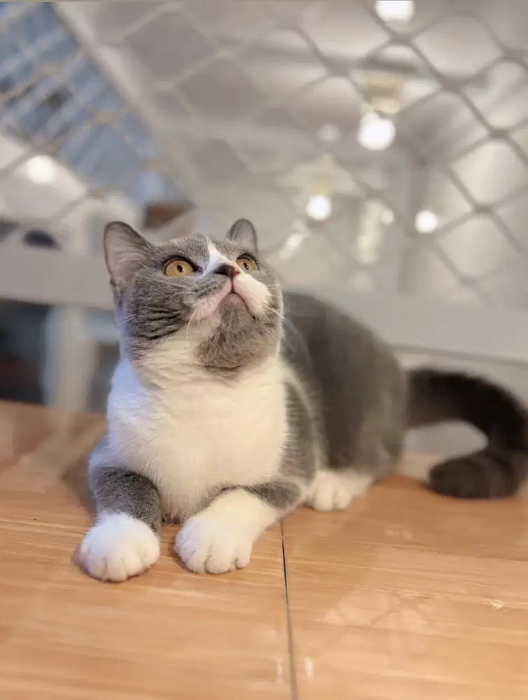 BSH British shorthair Bicolour blue