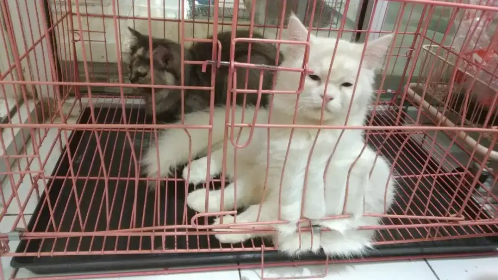 Kucing Persia mix maincoon & peaknose