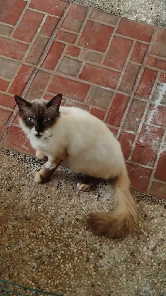 Kucing Siam Jantan (Chocolate Point)
