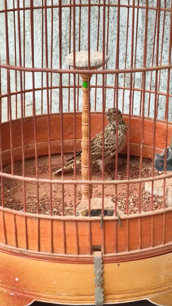 Burung Branjangan Sanma Eurasia Bulu Baru Gacor