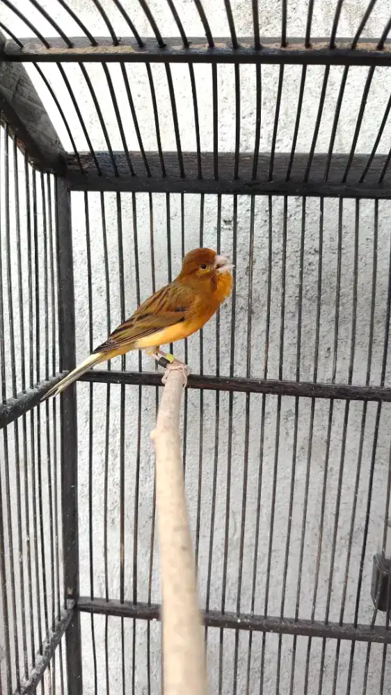 Burung Kenari Pejantan Ngisi Gacor Ngerek