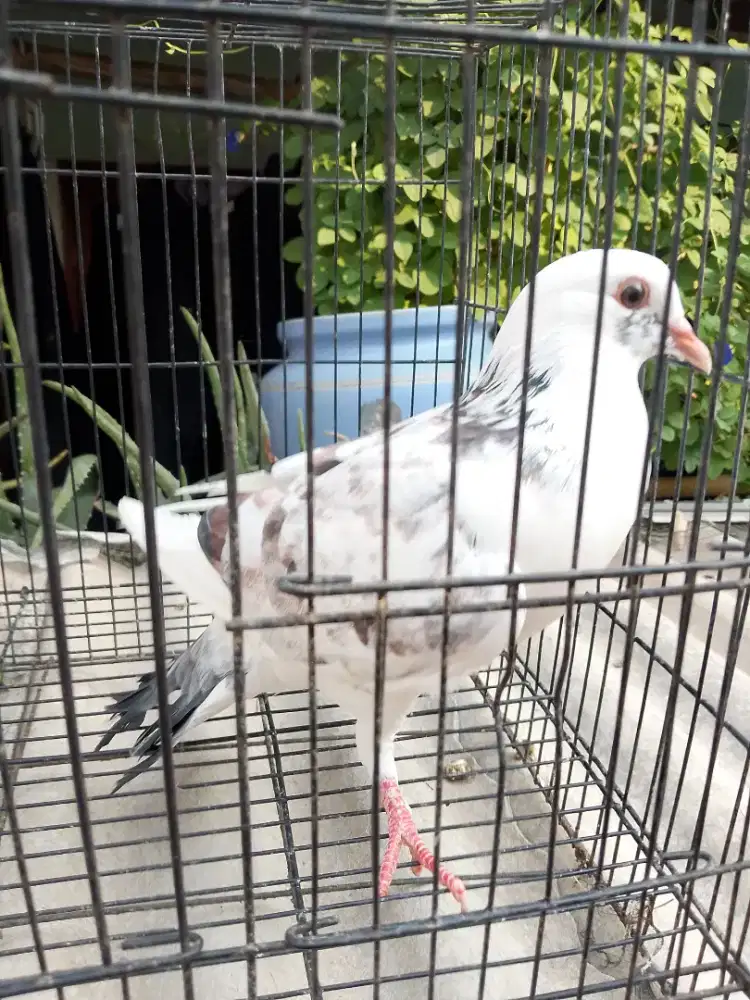 Burung dara/merpati cewean blorok
