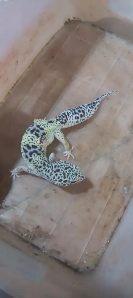 Wts leopard gecko