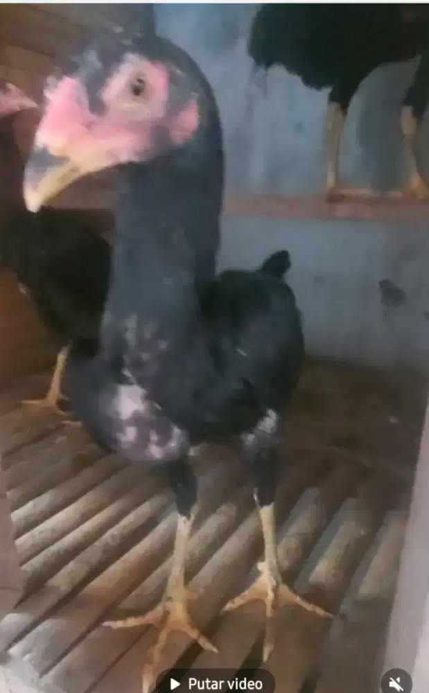 Ayam Dere KoyTrad x Mangon