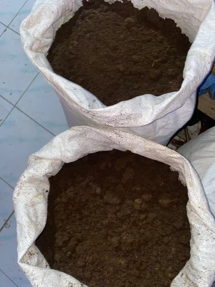 Kohe kambing murni