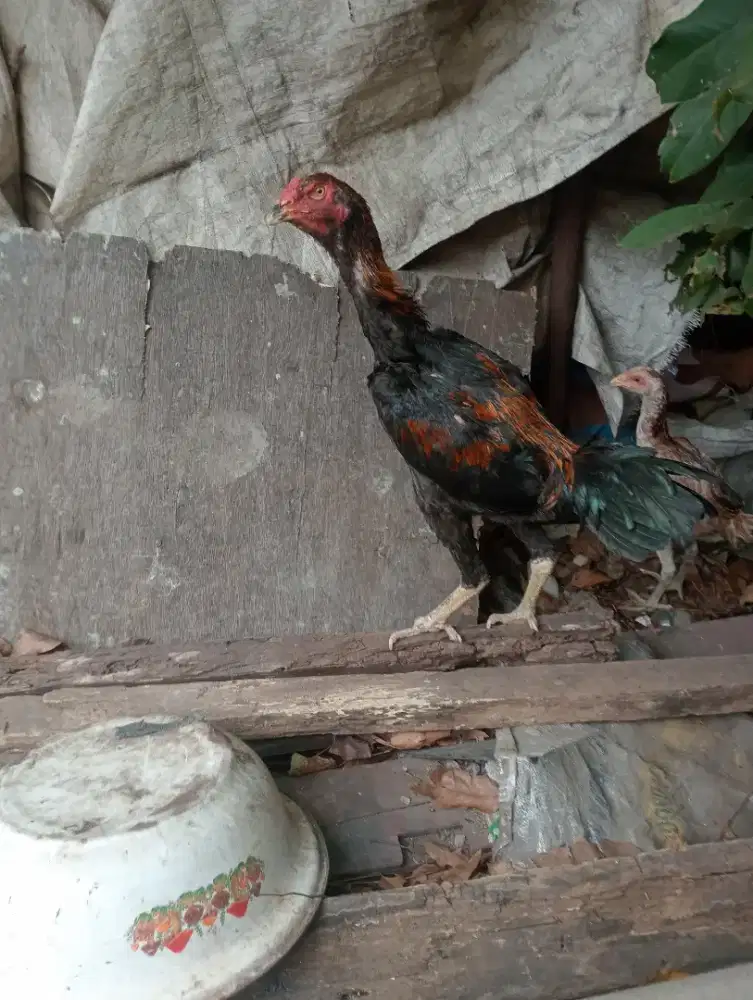 Jual ayam blaster Bangkok + shampo .
