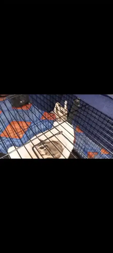 Sepasang sugar glider jantan normal betina white face full set