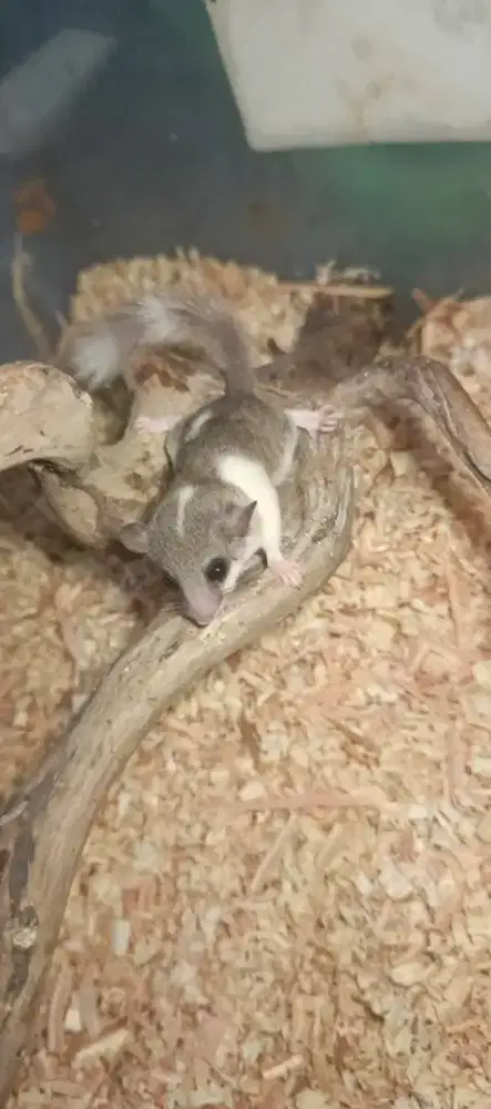 African Pigmy Dormice (Tupai Mini) Mozaic