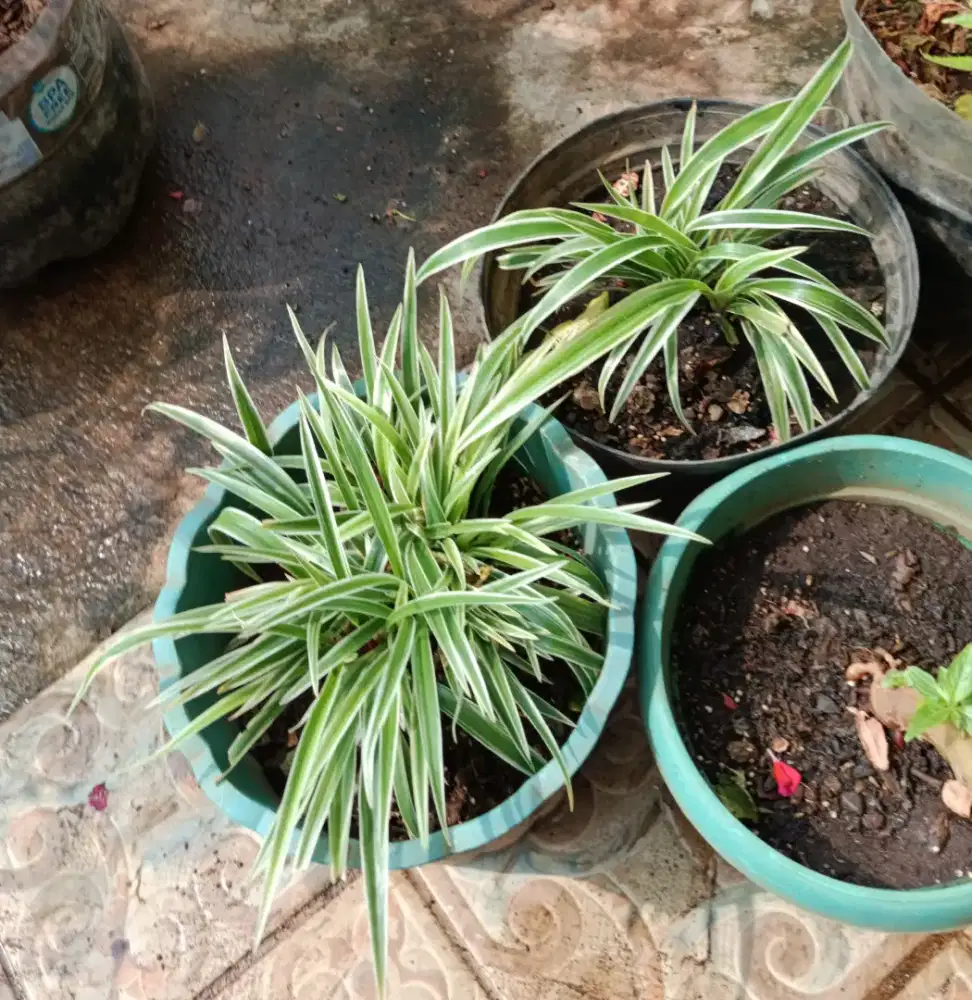 Tanaman Hias Spider Plant