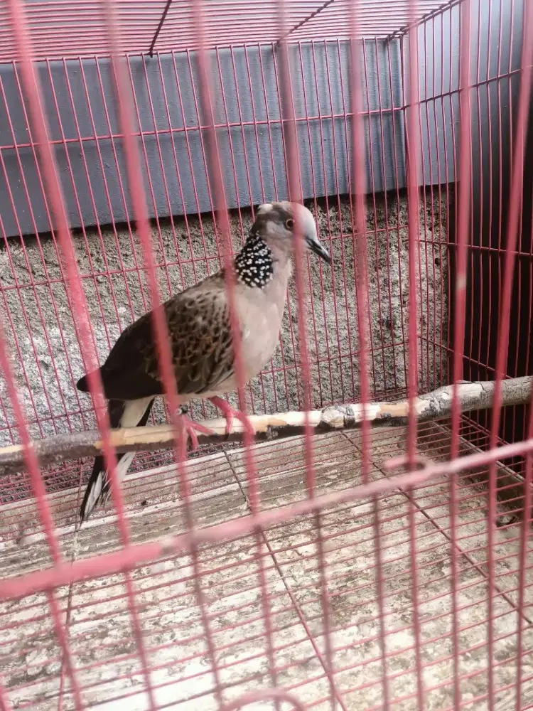 Tekukur derkuku kuk 4