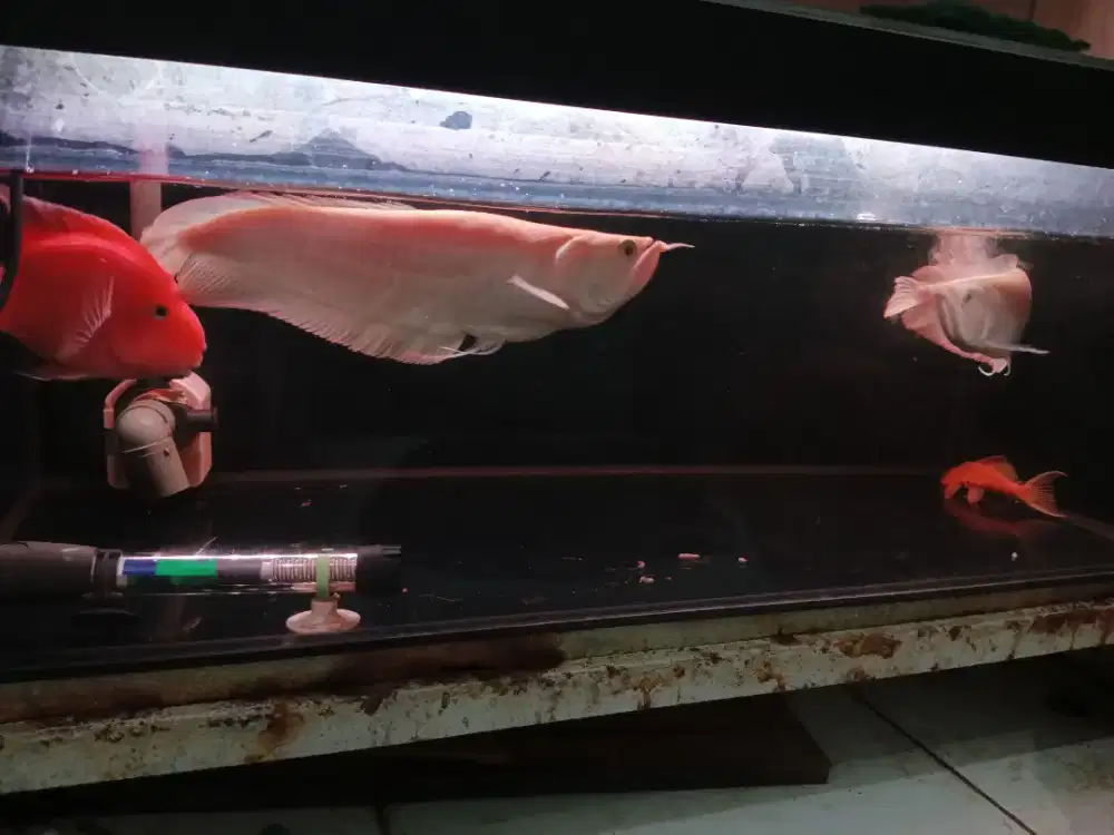 Arwana silver albino sb