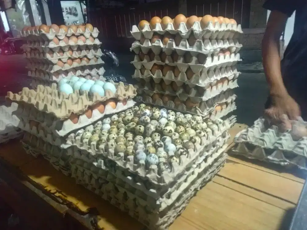 DI BUTUHKAN JAGA STAND TELUR