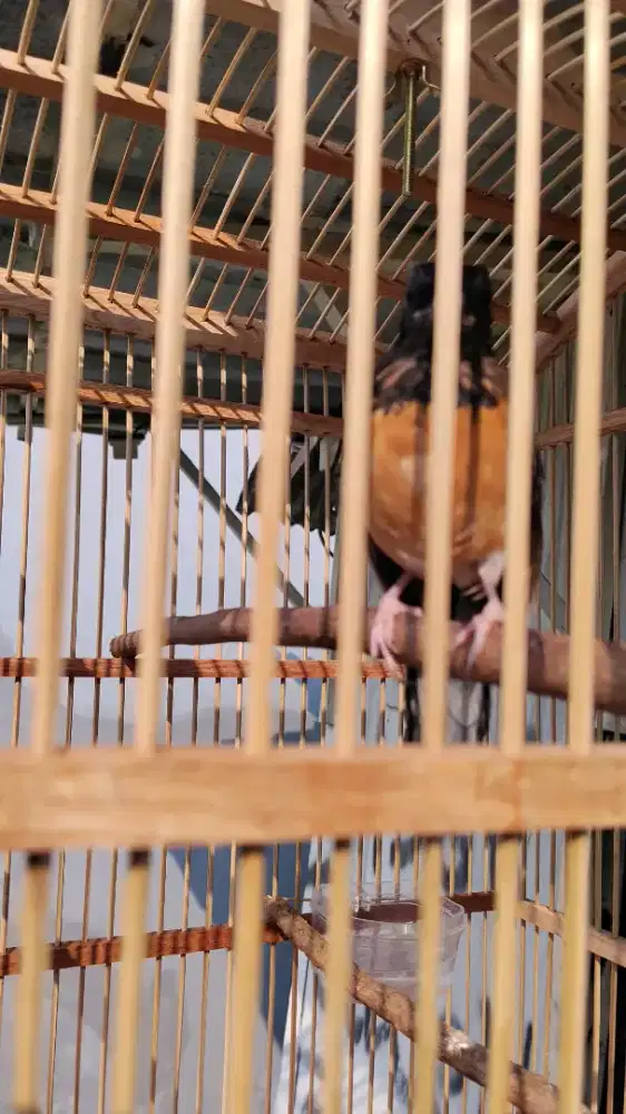 burung murai batu trotol jantan fullset