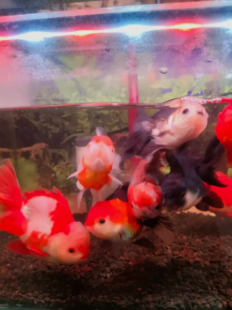 Di jual Ikan Koki Oranda Gemoy