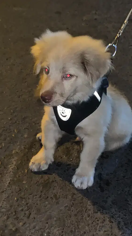 jual anjing golden retriver umur 4bulan