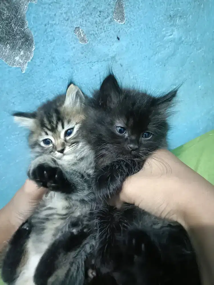 Kucing persia  betina