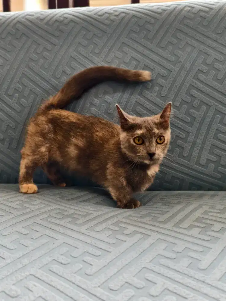 Munchkin cebol betina cantik
