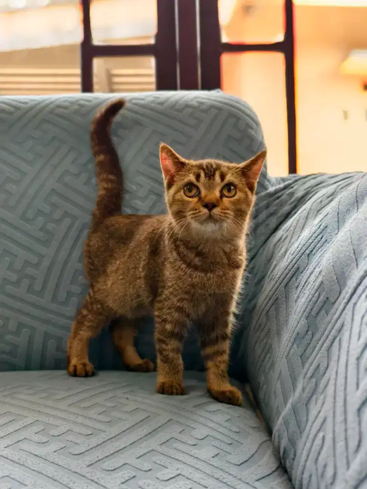 BSH betina golden cantik