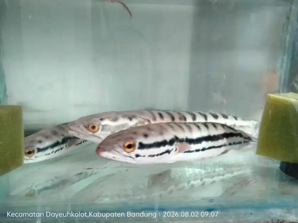 Ikan Toman Batik