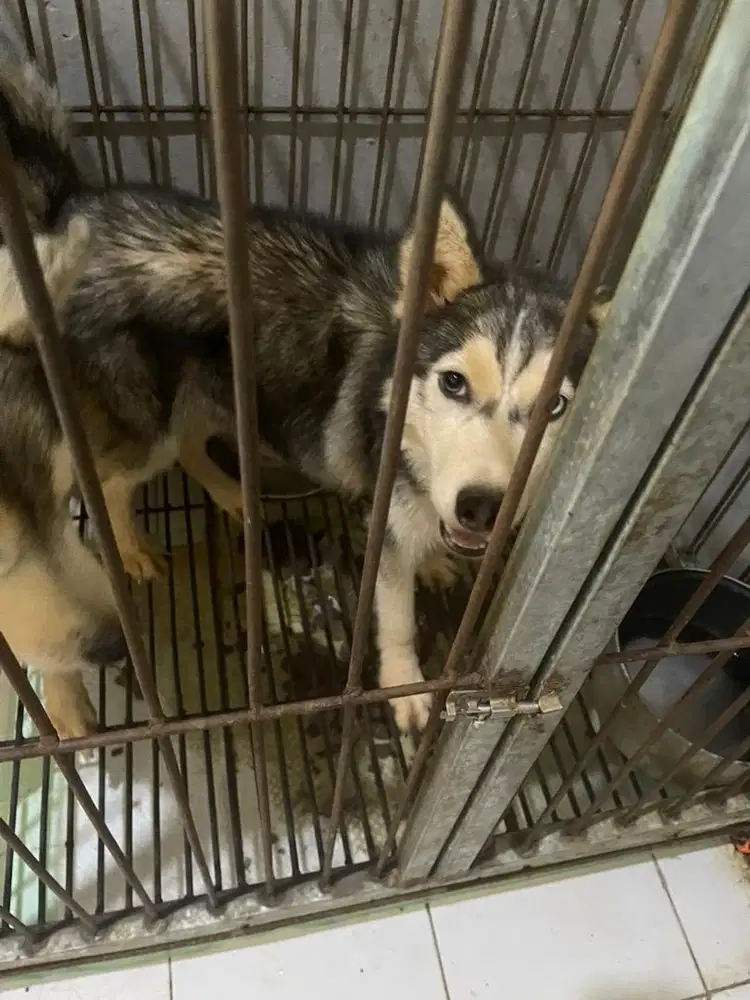 husky betina 1.5